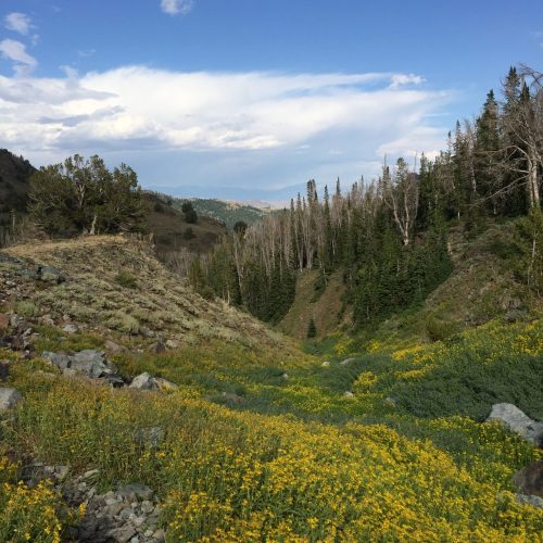 Trail on the way back down from Fishpole Lake