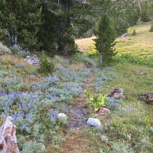 Lots of wildflowers on the trails!